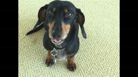 dachshund videos|dachshund talking videos.